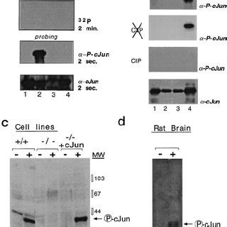 Immunodetection Of C Jun N Terminal Phosphorylation In The Adult Rat