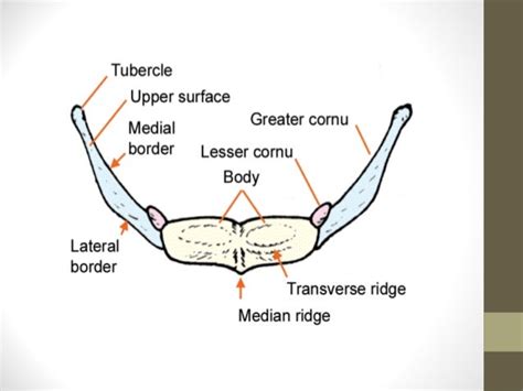 😊 Hyoid bone anatomy. The Suprahyoid Muscles. 2019-01-06