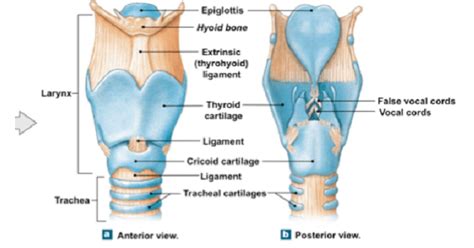 Cricoid Cartilage Posterior View