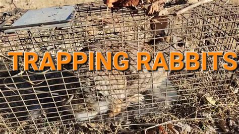 How To Trap Rabbits Using Live Traps YouTube