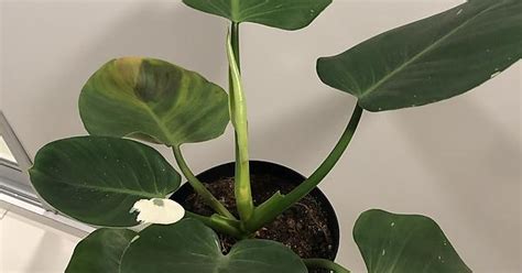 Watery Spot On Philodendron White Wizard Album On Imgur