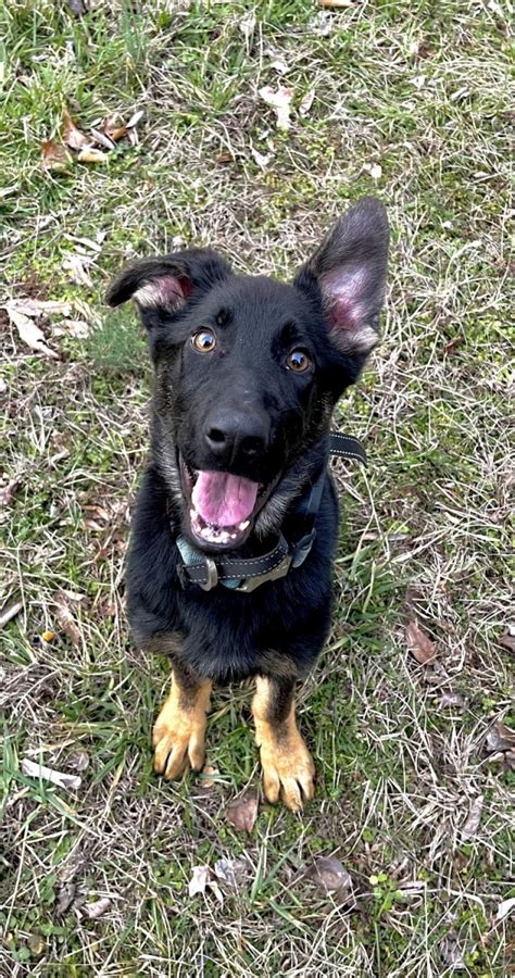 German Shepherd Puppies For Sale Clarksville TN 500587