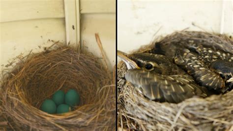 Robins From Eggs To Leaving The Nest Youtube