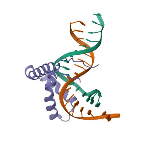 Rcsb Pdb S Q Crystal Structure Of Hmg Domain Of The Chondrogenesis