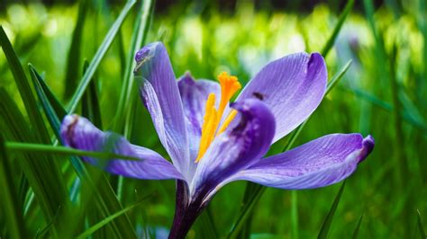 images nature blossom rain purple petal bloom photo