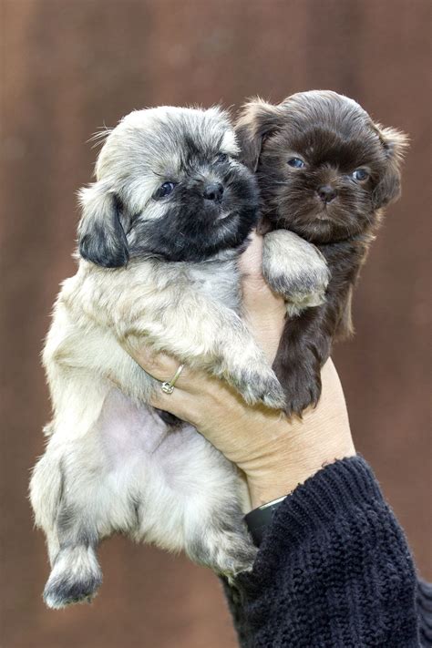 Shih Tzu | Los Angeles CA