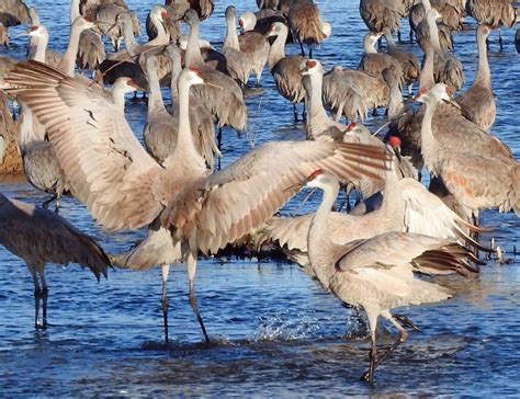 Friends Of Laguna Atascosa National Wildlife Refuge Ways To Give