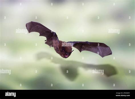 Common pipistrelle y Stock Photo - Alamy