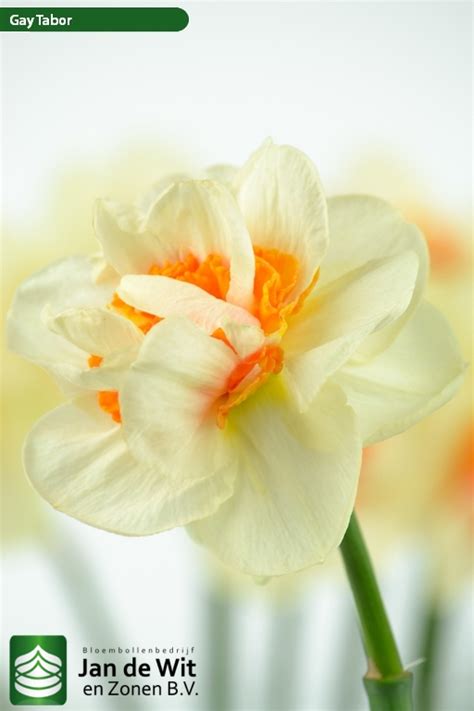 Gay Tabor Narcis Jan De Wit En Zonen B V