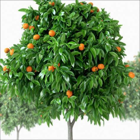 Arbol De Mandarina