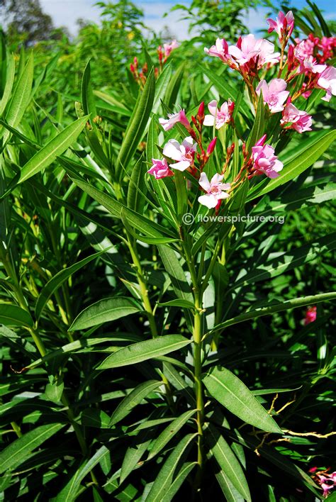 Nerium Oleander