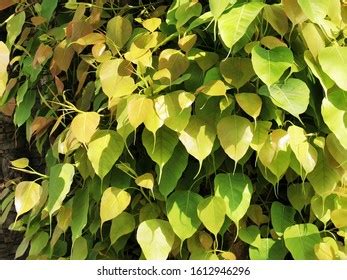 Bodhi Leaf Bodhi Tree Stock Photo 1612946296 | Shutterstock