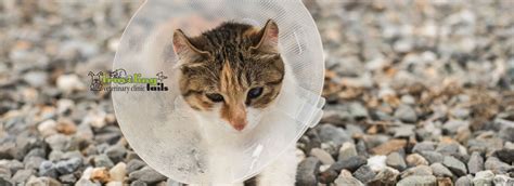Why You Should Spay And Neuter Your Pet San Antonio Veterinarian