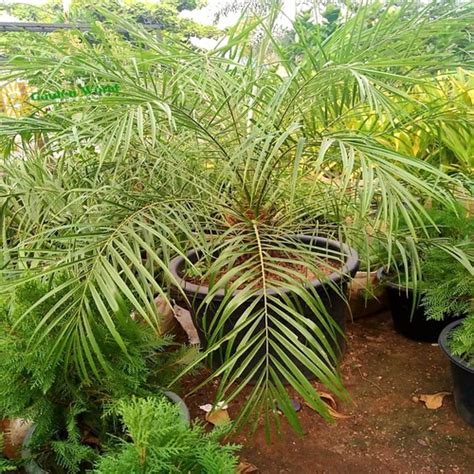 Phoenix Palm – Garden World Nigeria