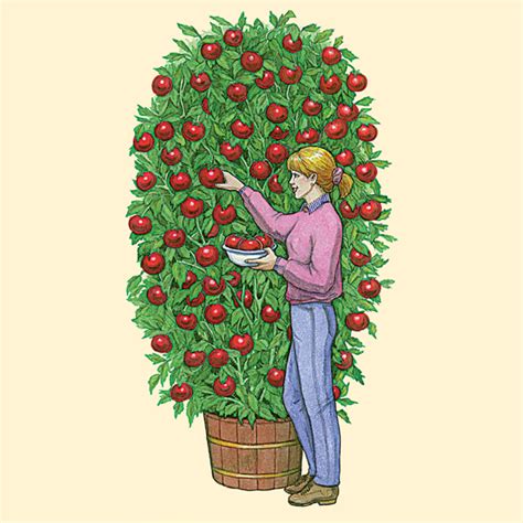 Health Pride - Giant Tree Tomato