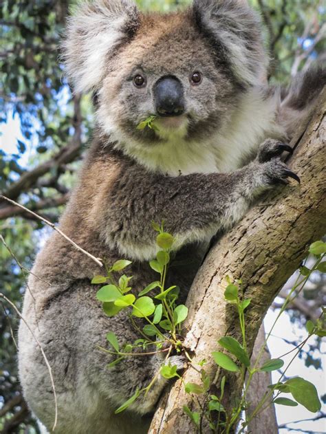 Koala The Australian Museum