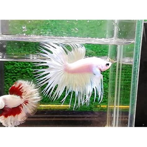 Platinium White Crowntail Erkek Betta M