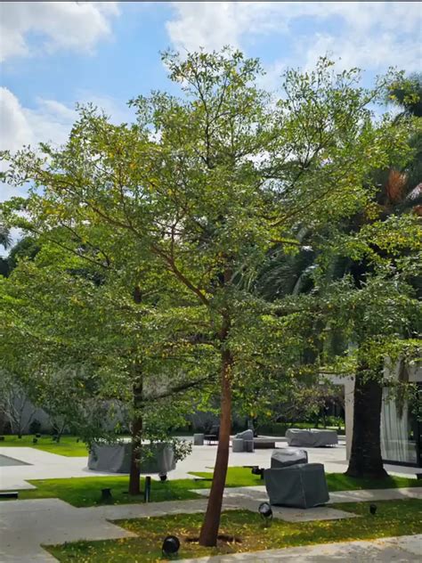 pohon hias depan rumah  cantik  mudah dirawat