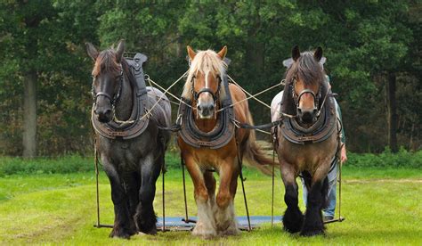 Draft Horse Breeds List