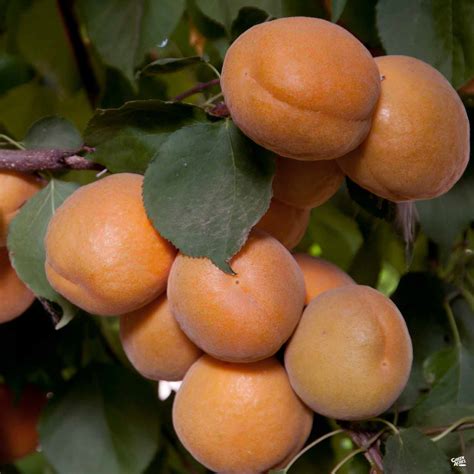 Bareroot Fruit Tree Varieties 2025 — Green Acres Nursery And Supply