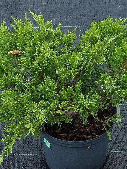 Можжевельник казацкий Рокери Джем (Rockery Gem)