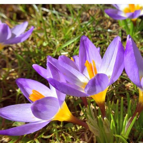Crocus Tri Color Or ‘tricolor Bulbs Firefly Farm And Mercantile