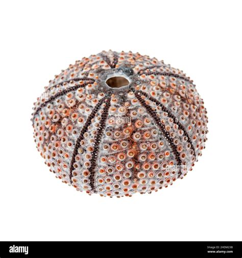 sea urchin sea urchin shell sea urchins sea urchin shells stock