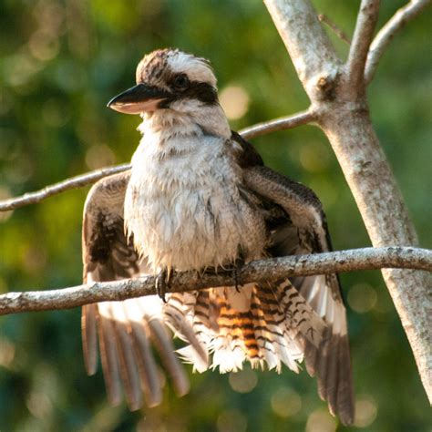 wandering   light kookaburra sunbathing