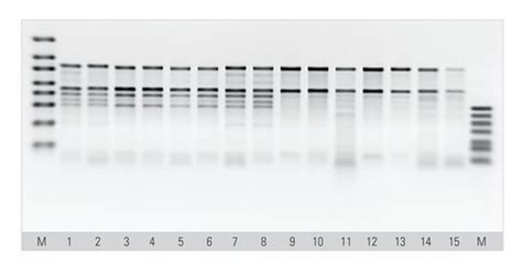 Thermo Scientific Magjet Plant Rna Kitmolecular Biology Reagents And