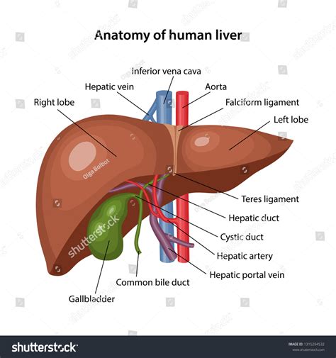 Anatomy Human Liver Description Corresponding Parts Stock Vector