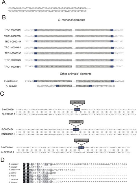 Transposon Inverted And Direct Repeats A The Complete Sequence Of