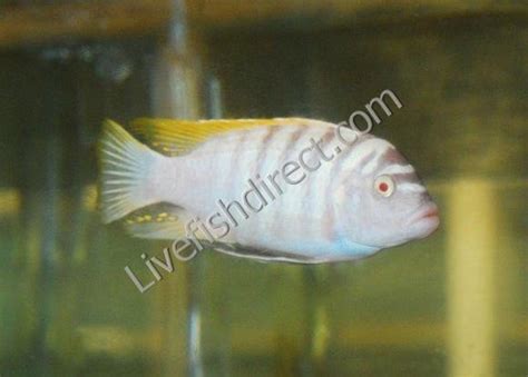 Albino Red Zebra Cichlid