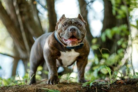 Quanto Custa Um American Bully Amo Vira Lata