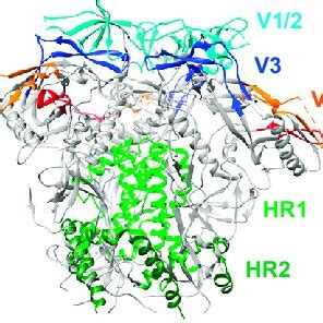 HIV Env Structure (A) Schematic representation of gp120 and gp41. (B ...
