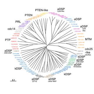 Radial Phylogenetic Tree Of Tritryp Dsps And Ptps Neighbour Joining