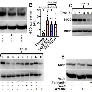 Human Platelets Express Notch1 And DLL 4 A Immunoblot Demonstrating