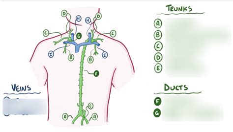 Lympha Diagram Quizlet