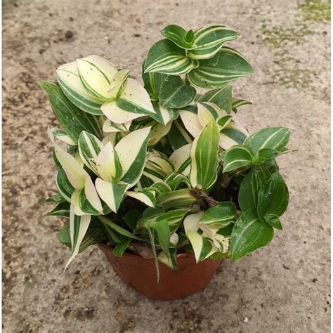 Tradescantia Fluminensis Variegata Wandering Jew Houseplant