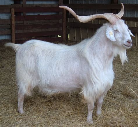Kiko Boer Cross Goats