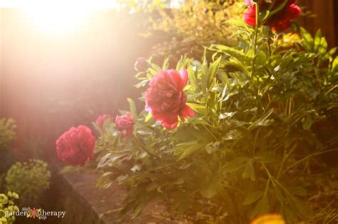 Perfect Peonies How To Grow Harvest And Show Off Garden Peonies