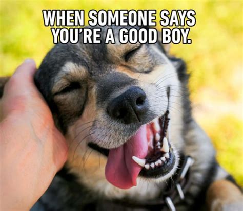 Download Dog Meme Pictures