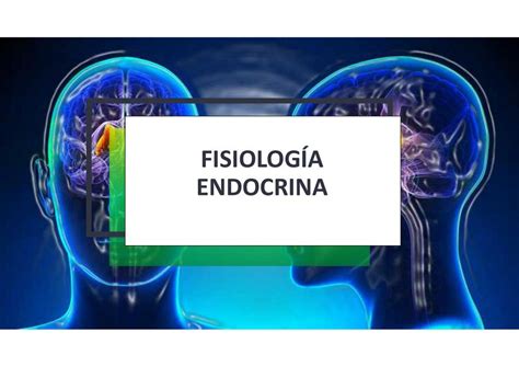 Fisiolog A Endocrina Nikolle Villaprado Zambrano Udocz