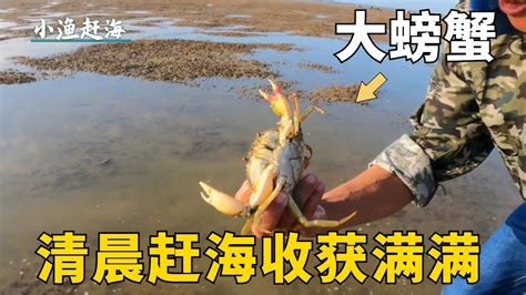 清晨大干潮過後，阿富趕海遇上遍地海鮮被擱淺，狂抓都停不下來了！ 【小漁趕海v】 Youtube