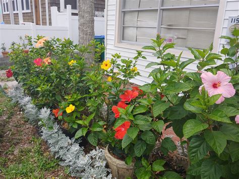 Hanging Plants Zone 9A at Ron Edelstein blog