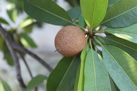 Sawo at rooftop stock image. Image of plant, deciduous - 225113167