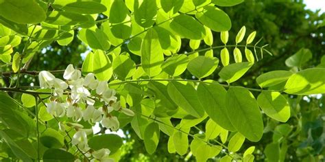 Робиния псевдоакация (обыкновенная), акация белая – Robinia ...