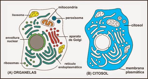 Hialoplasma - O que é, função, estrutura, composição, citosol