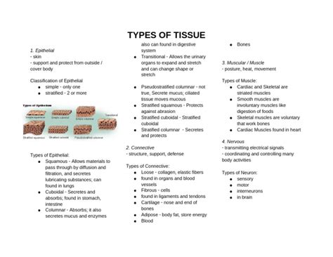 types  tissue  epithelium muscle