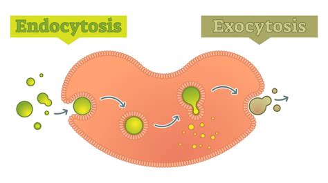 Endocitose E Exocitose - Endocitose e exocitose - como o diagrama de moléculas de transporte ...