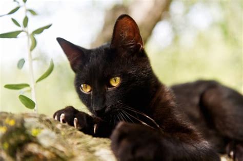 10 Popular Superstitions about Black Cats - Tail and Fur